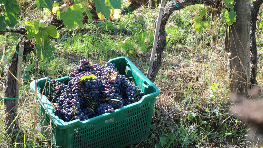 la-Wine-Resort-Tenuta-La-Striscia-Arezzo-vineyards-128