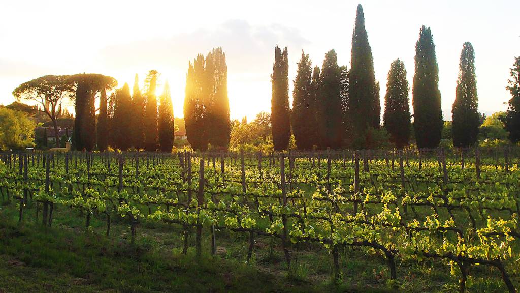 la-Wine-Resort-Tenuta-La-Striscia-Arezzo-vineyards-143