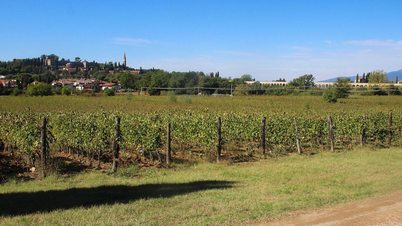 Wine-Resort-Tenuta-La-Striscia-Arezzo-vineyards-118