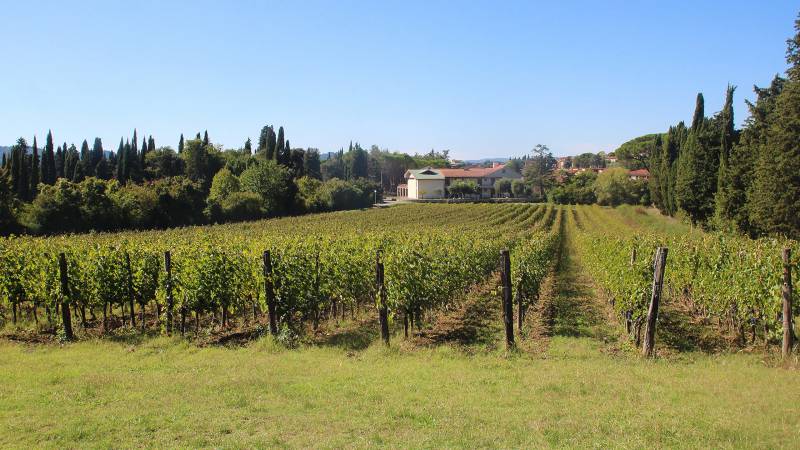 la-Wine-Resort-Tenuta-La-Striscia-Arezzo-vineyards-135